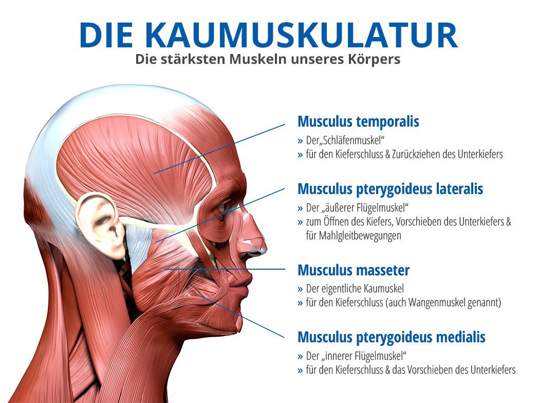 cmd-kiefermuskulatur.jpg